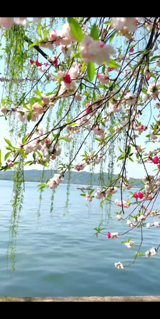 这景太美了