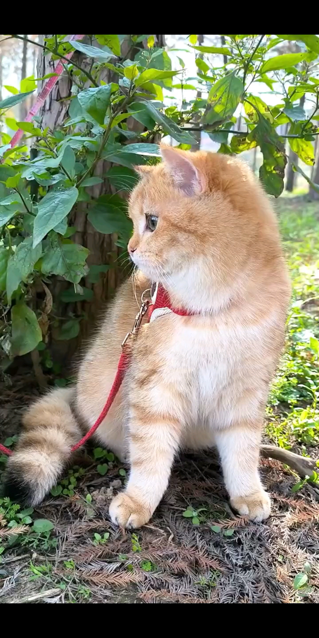 你们看这只猫好可爱