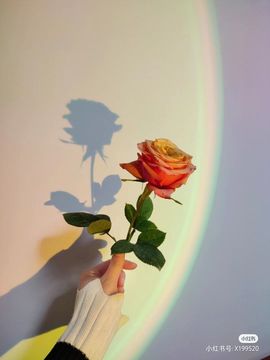 一树梨花压海唐同学☞主播照片
