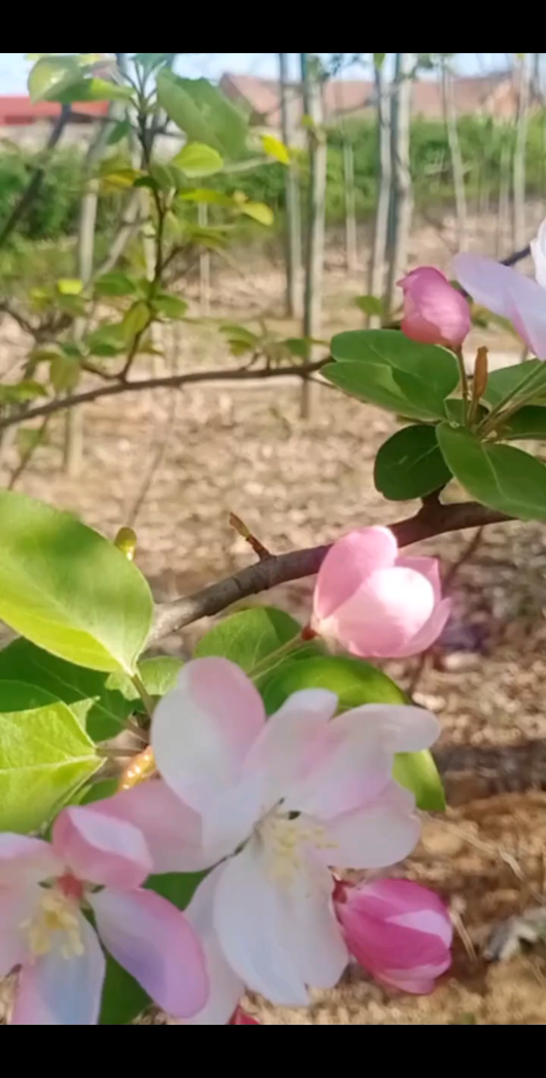 太美了分享给家人们🌺