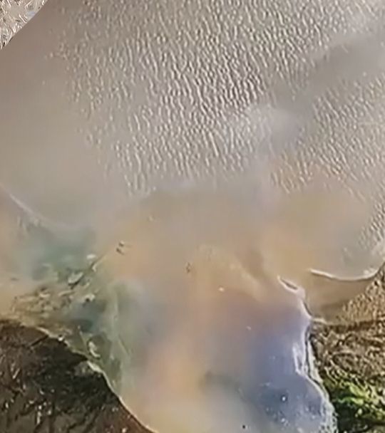 疯和尚——释真明主播照片