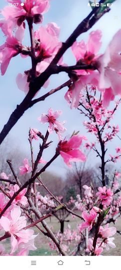 小芳，🌸减肥打卡主播照片