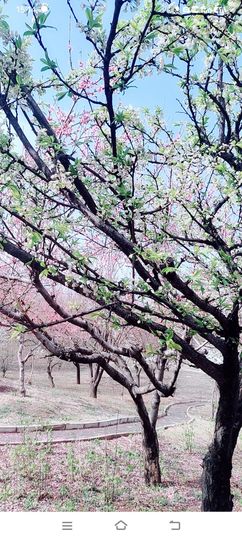 小芳，🌸减肥打卡主播照片