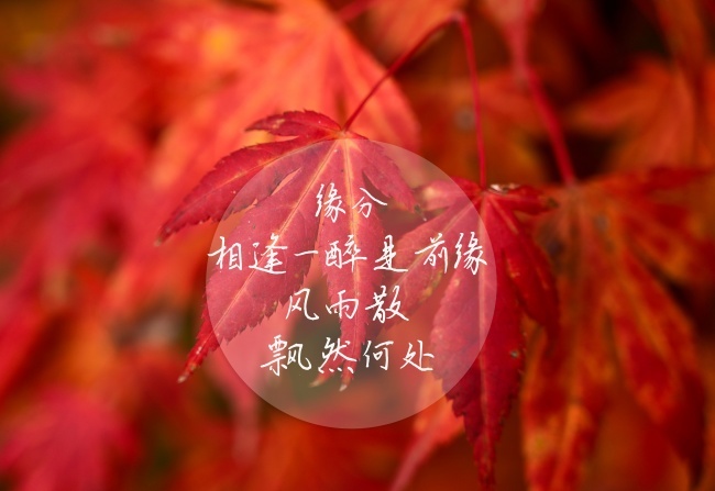 岚☆若冰♂的图片