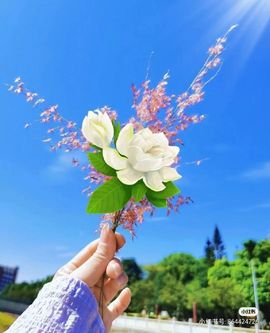 一树梨花压海唐同学☞主播照片