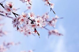 September★主播照片