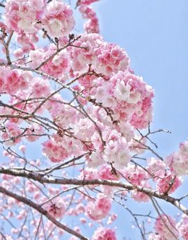 疯和尚——释真明主播照片