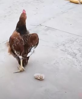 疯和尚——释真明主播照片