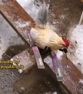 疯和尚——释真明主播照片