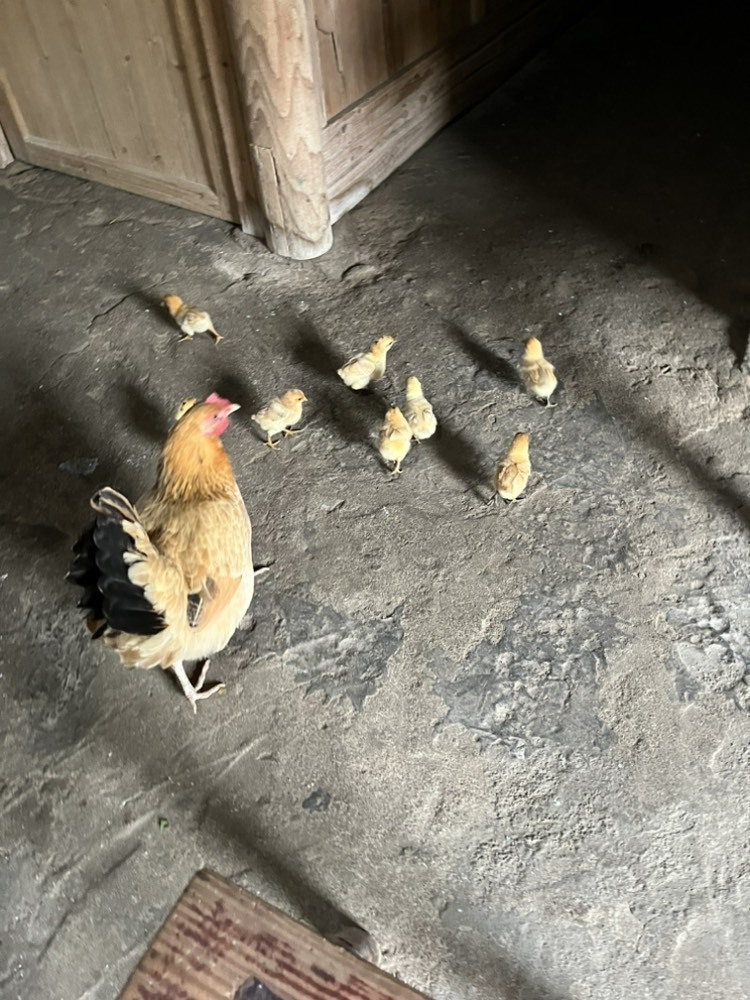 啊思思贺云哥荣登神君的图片