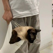 海上森林一只猫.