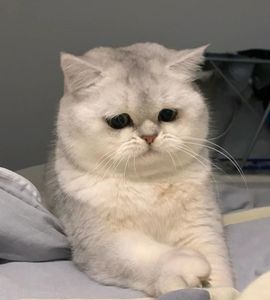 苏静好休息中主播照片