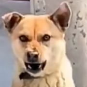 杀死幻想海报