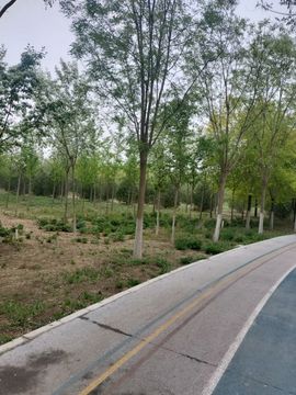 爱在晚秋🐲（关关）的图片