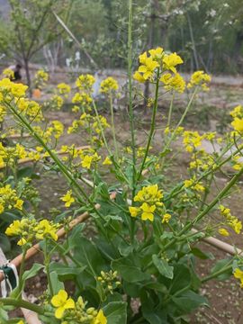 🌼阳阳得意🌼主播照片