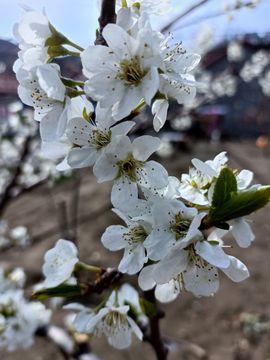 🌼阳阳得意🌼主播照片