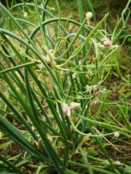 陌上╰.╯花开ღ主播照片