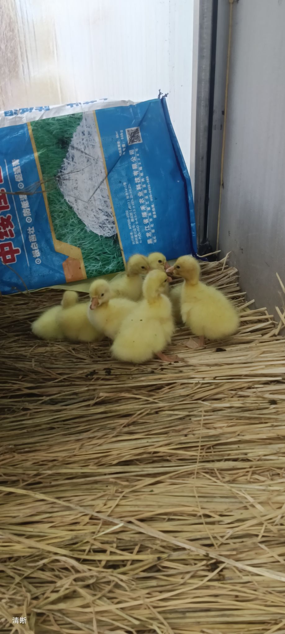 无上至尊紫霞仙子的图片