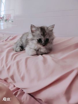 婷婷💕求升级的图片