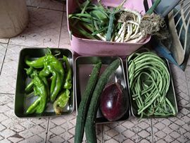 果果(平安好运)主播照片