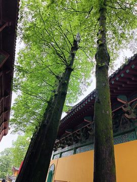 茶茶大吉大利主播照片