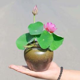 查无此人，请退回主播照片