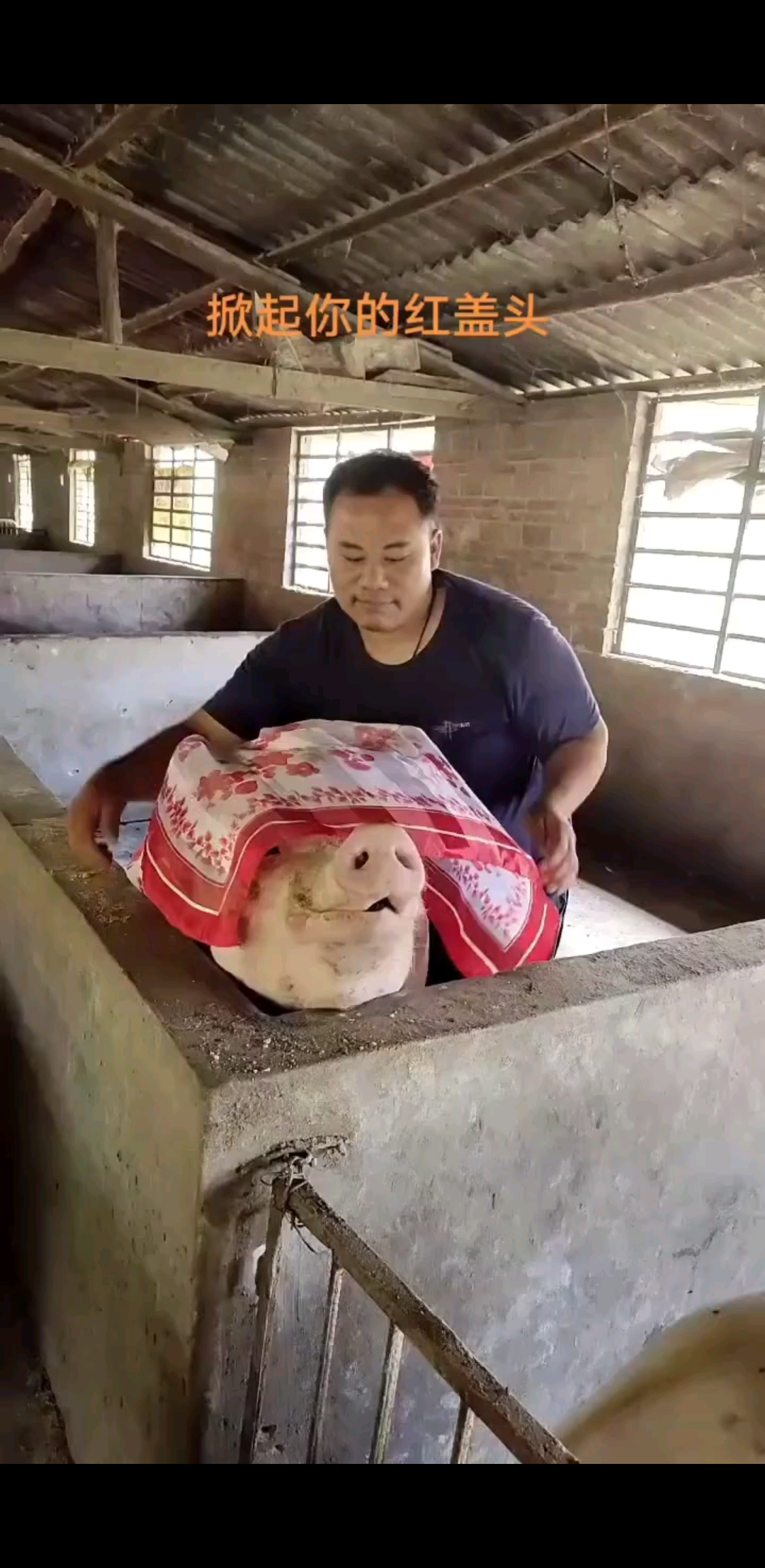 掀起你的盖头来🐷🐷🐷