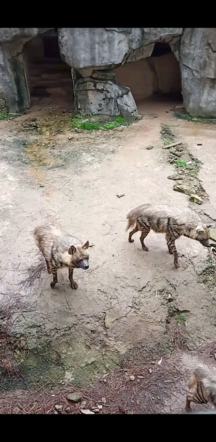 野生动物