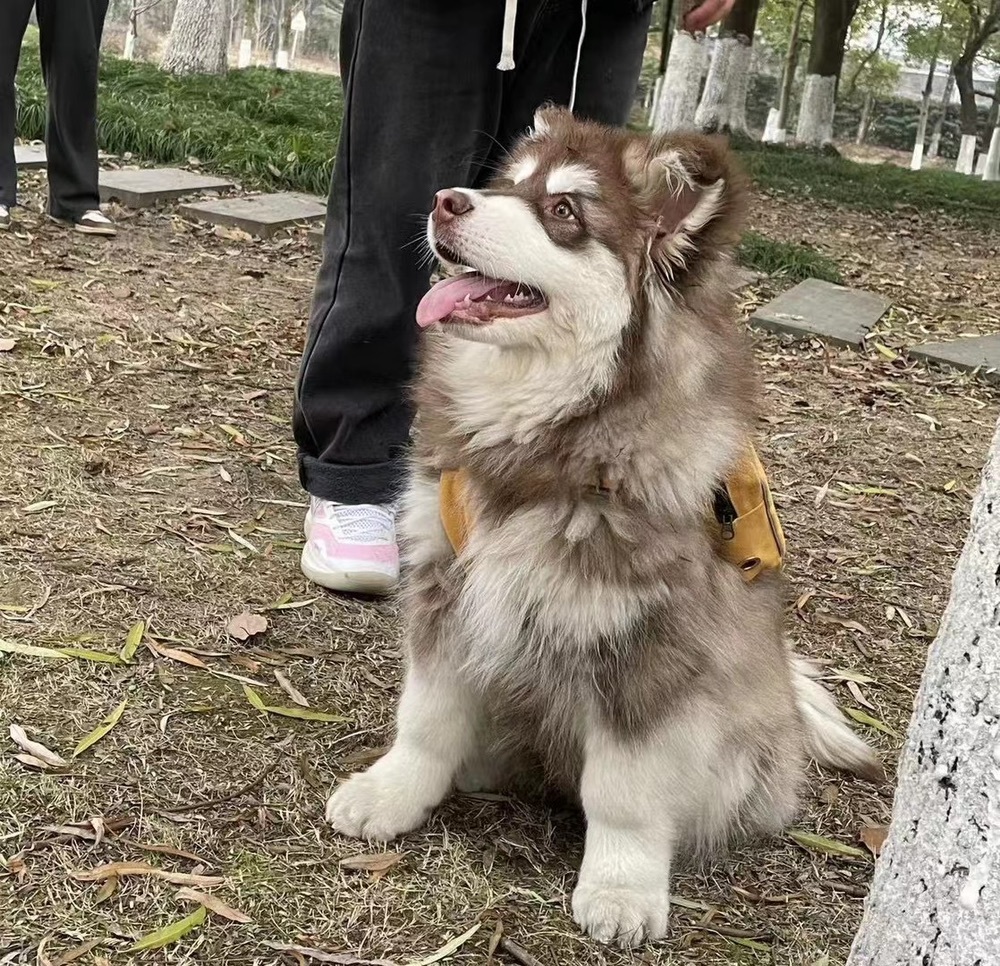 不如我的主播照片