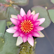 花心但不多情海报