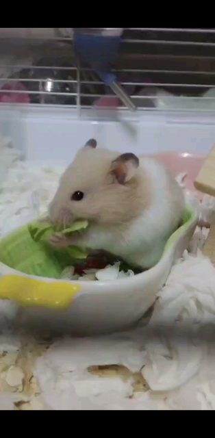 我的宝贝真可爱/狂笑