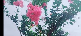 婷婷💕求升级的图片
