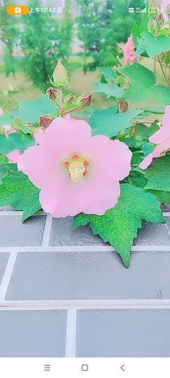婷婷💕求升级的图片