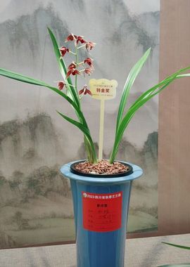 既不好看又不好骗主播照片