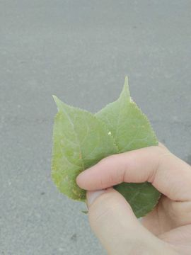 十年之期已到是否续约主播照片