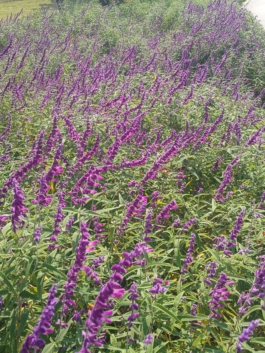 如花♡的主播照片