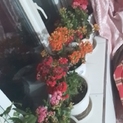 别搭理我退了