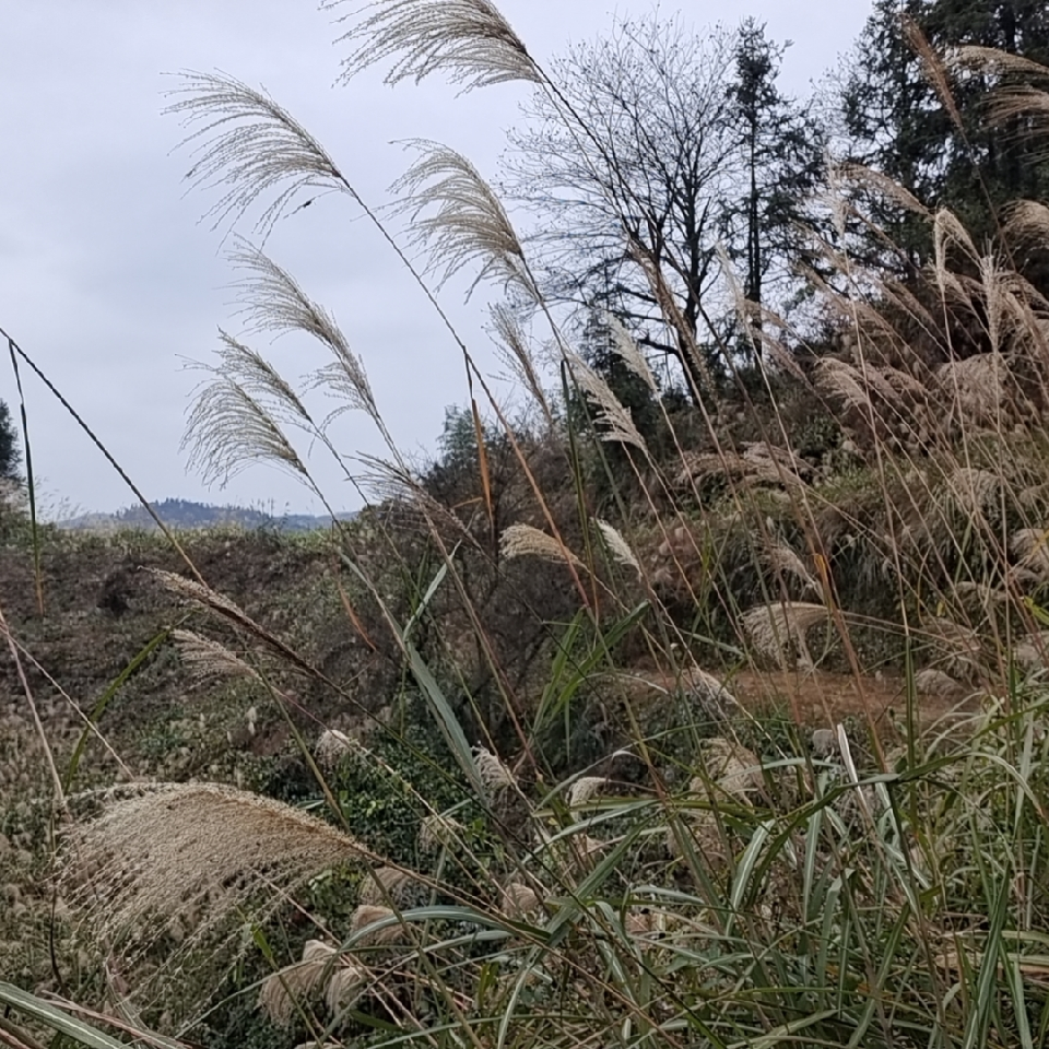 榜一大哥m海报