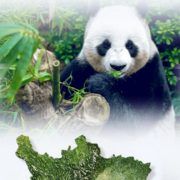 兜兜~半棵糖