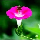 群陪y头像