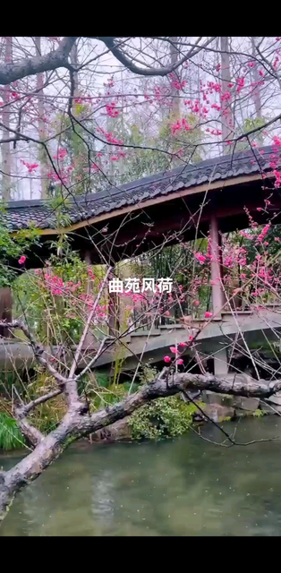 曲苑风荷