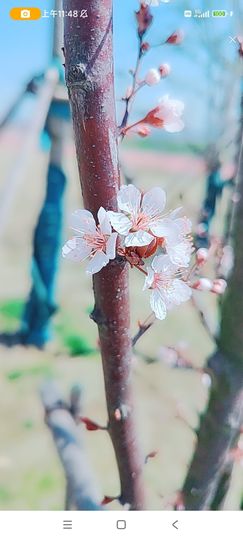 婷婷💕求升级的图片