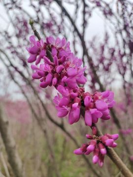 小芳，🌸减肥打卡主播照片