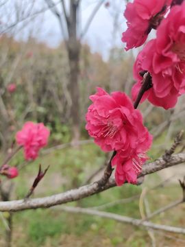 小芳，🌸减肥打卡主播照片