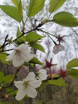 小芳，🌸减肥打卡主播照片