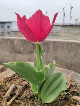 小芳，🌸减肥打卡主播照片