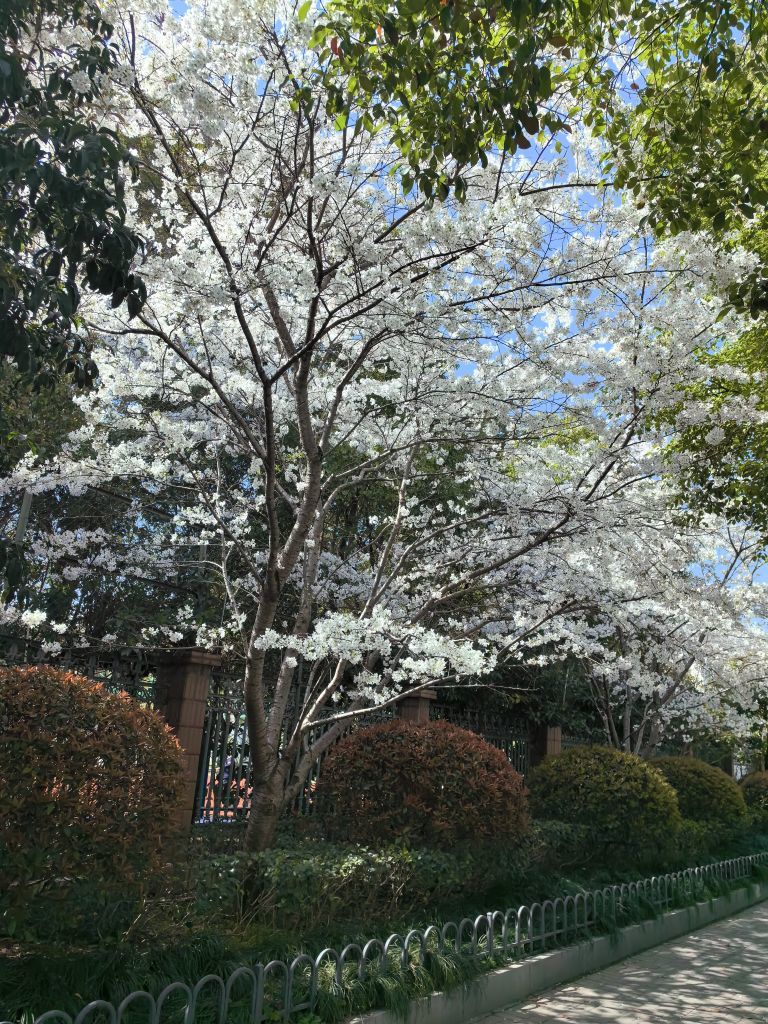 N永恒芝蓝主播图片