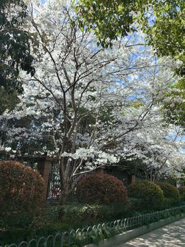 N永恒芝蓝主播照片