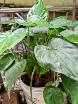 ღ蔡蔡🎙的图片