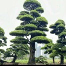 沈吃接用